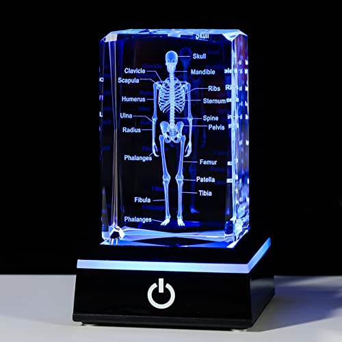 Movdyka 3D Human Skeleton Anatomy Model Doctor Psychology Graduation Gifts - color: Body