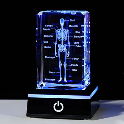 Movdyka 3D Human Skeleton Anatomy Model Doctor Psychology Graduation Gifts - color: Body