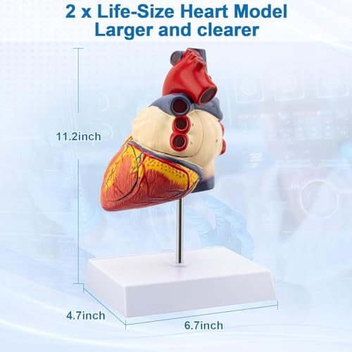TYRRDE 2X Life Size Anatomical Heart Model – Human Heart Model Anatomy with 49 Structures, 4 Detachable Parts, Strong Magnetic Assembly, Accurate Details, on Base – for Medical Teaching & Science Learning(dark red)