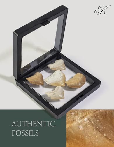 KALIFANO Authentic Fossilized Prehistoric Corax Shark Teeth (5 Pack) from Morocco - Shark Tooth for Fossil Collections and Education Purposes (Information Card Included)