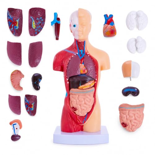 11 Inch Human Torso Anatomy Model, 15 Removable Parts