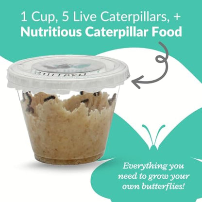 Live Painted Lady Caterpillars to Butterflies, Choose Your Quantity Kit