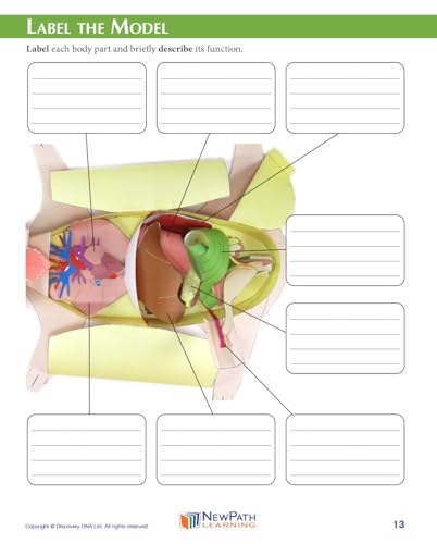 NewPath Fetal Pig Dissection 3-D Paper Model Making Kit, Set/5 Full-Color, Paper Model Templates & Teachers Guide (24-7740)