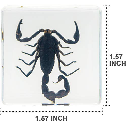 Insect Specimen Set, Bugs Collection Scientific Education Gift for Kids Aged 3-8-12 (Spider, Scorpion, Cricket, Chafers, Stink Bug, Spotted Lanternfly Resin Collection) - style: Spider, Scorpion, Cricket, Chafers, Stink Bug, Spotted Lanternfly Resin Colle