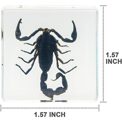 Insect Specimen Set, Bugs Collection Scientific Education Gift for Kids Aged 3-8-12 (Spider, Scorpion, Cricket, Chafers, Stink Bug, Spotted Lanternfly Resin Collection) - style: Spider, Scorpion, Cricket, Chafers, Stink Bug, Spotted Lanternfly Resin Colle