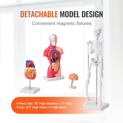 VEVOR Human Anatomy Model Bundle Set - Human Skeleton, Brain, Human Torso Body, Heart - Set of 4, Detachable Hands-on 3D Model Physiology Teaching Tools for Study and Display, with Manual - size: Short Size