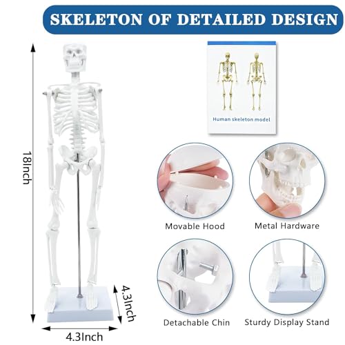 Human Anatomy Body Model Kit, Sets of 4 Human Heart Brain Torso and Skeleton Models Removable Parts with Anatomical Guide Booklet 3D Model Study for Kids Medical Student Educational Demonstration