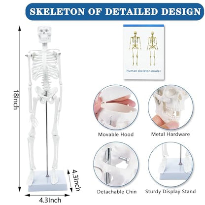Human Anatomy Body Model Kit, Sets of 4 Human Heart Brain Torso and Skeleton Models Removable Parts with Anatomical Guide Booklet 3D Model Study for Kids Medical Student Educational Demonstration