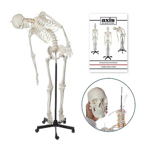 Axis Scientific Flexible Life-Size Human Skeleton, 5'6"