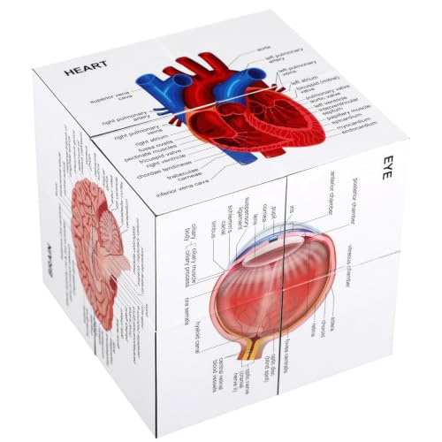 MinFyberd Human Anatomy Study Cube 2.76" Anatomical Poster Study 9 Parts of The Human Body Heart Brain Lung Skin Muscular Skeletal Digestive etc Medical Student Learning Tool Gift for Students & Nurse