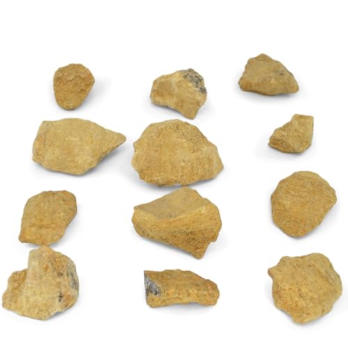 EISCO 12PK Raw Dolostone, Sedimentary Rocks - Approx. 1" - Geologist Selected & Hand Processed - Great for Science Classrooms - Class Pack