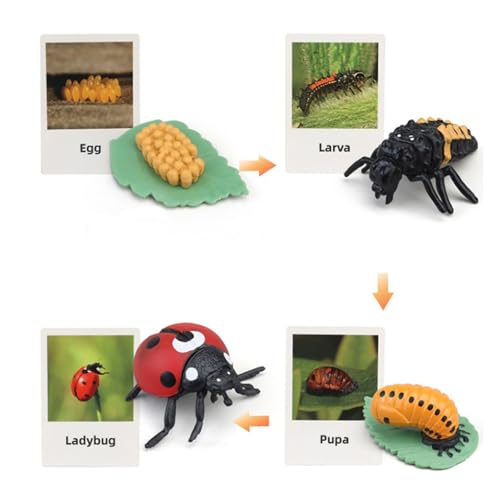 Montessori Life Cycle Animal Figures with Flash Cards, Lifelike Animal Growth Cycle Biological Model Set (Ladybug) - style: Ladybug