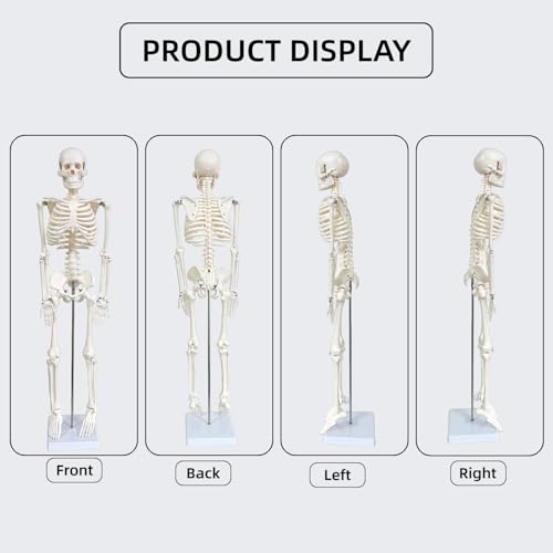Human Skeleton Model for Anatomy, 33.4" Skeleton Model with Metal Stand