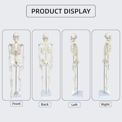 Human Skeleton Model for Anatomy, 33.4" Skeleton Model with Metal Stand