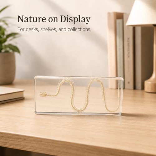 Snake Skeleton Resin Specimen - Real Snake Skeleton Preserved in Clear Acrylic Block,Biology Teaching Aid,Homeschool Science,Unique Home Office Desk,Gift (5.51×2.52×0.79 inch) - color: Snake Skeleton
