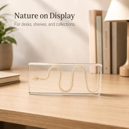 Snake Skeleton Resin Specimen - Real Snake Skeleton Preserved in Clear Acrylic Block,Biology Teaching Aid,Homeschool Science,Unique Home Office Desk,Gift (5.51×2.52×0.79 inch) - color: Snake Skeleton