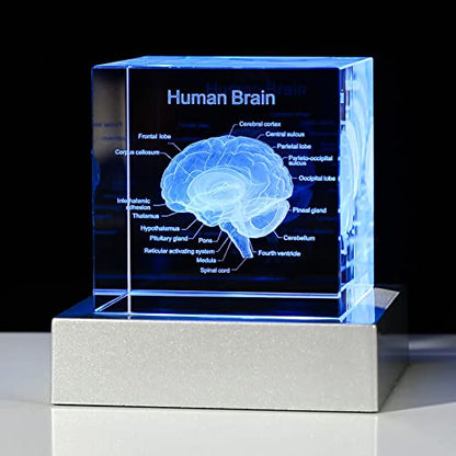 Movdyka 3D Human Brain Anatomy Model Doctor Psychology Graduation Gifts - color: Brain