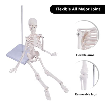 NLShan Human Skeleton Model for Anatomy: Scientific Model with Movable Arms, Legs & Display Stand - 17" Mini Human Skeleton Model for Study and Display - color: White