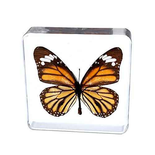 Real Insect Butterfly Specimen Paperweight Animal Taxidermy Collection Display Sciecne Classroom Specimen for Science Education (Butterfly 4) - color: Butterfly 4