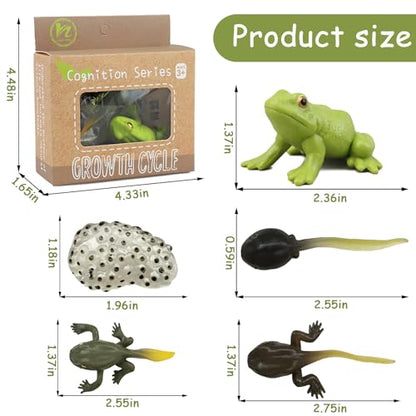 Mbrain5pcs Frog Growth Cycle with Flash Cards,Life Cycle Learning & Education Toys,Montessori Toys,Gift for Girl & Boy for 3 4 5 6 7 Year Old (Frog) - color: Frog