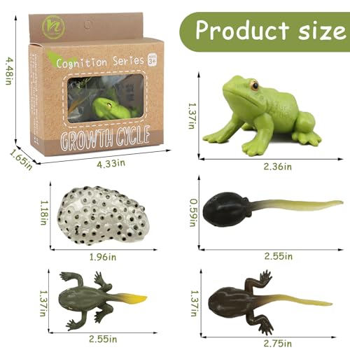 Mbrain5pcs Frog Growth Cycle with Flash Cards,Life Cycle Learning & Education Toys,Montessori Toys,Gift for Girl & Boy for 3 4 5 6 7 Year Old (Frog) - color: Frog