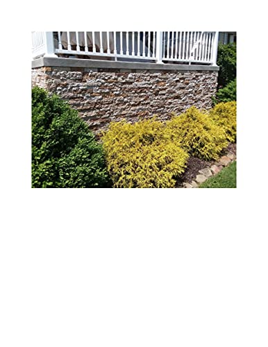 AirStone Primary Stones, Autumn Mountain Creek Color Blend, Mfgr Stone - color: Brown Tones, size: Primary