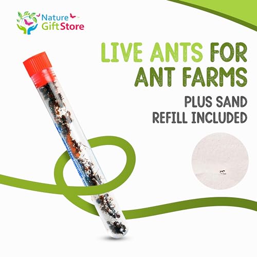 25 Live Ants for Ant Farms (1 Tube) with 10 oz Ant Farm Sand Refill - style: 25 Live Ants+Sand