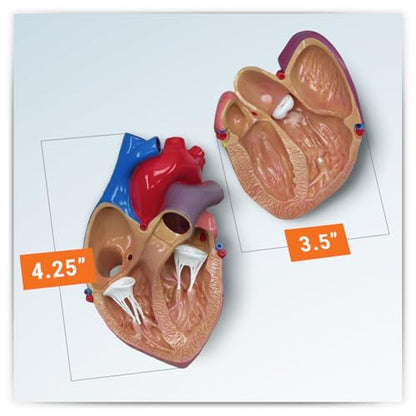 GPI Anatomicals Heart Model - style: Heart Model