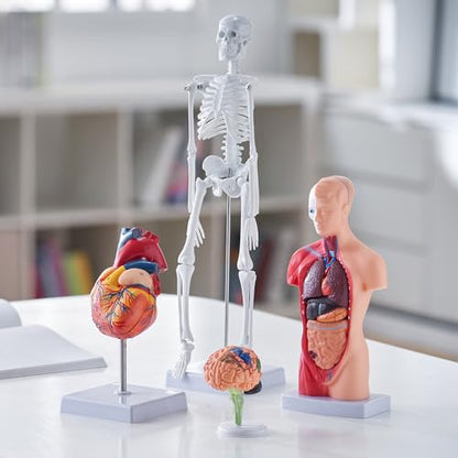 VEVOR Human Anatomy Model Bundle Set - Human Skeleton, Brain, Human Torso Body, Heart - Set of 4, Detachable Hands-on 3D Model Physiology Teaching Tools for Study and Display, with Manual - size: Short Size