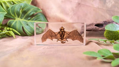 Bat Specimen, Real High Quality Resin Bat Specimen for Science Classroom Science Education, Biology, Collections, Animal Study Enthusiasts, Quirky Animal Skulls (Bat 5.6x2.6x0.8 Inch) - color: Bat 5.6x2.6x0.8 Inch