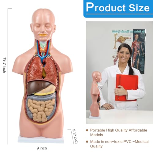 HADWYN 12 Pcs Removable Human Torso Model,20 inch Anatomy Torso Model