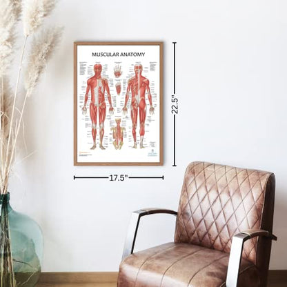Anatomy Lab 2 PACK Muscular, Yoga Anatomy Poster Set - color: Yoga + Muscular