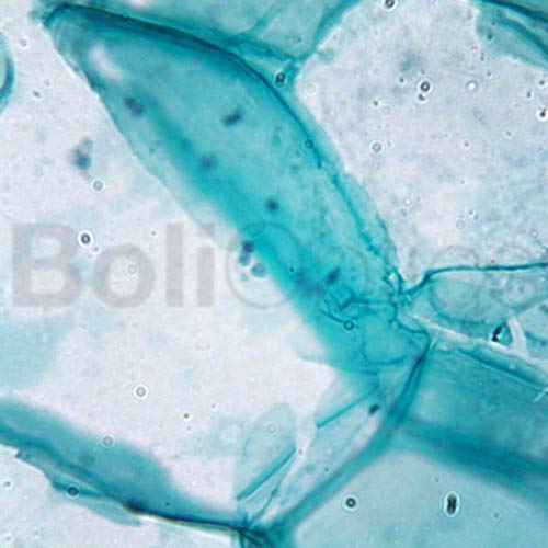 BoliOptics 50 Prepared Microscope Slides General Biology Specimen Set Plant Animal Human Anatomy Cells for Students Hobbyists Beginners Kids Homeschool, SL39901007
