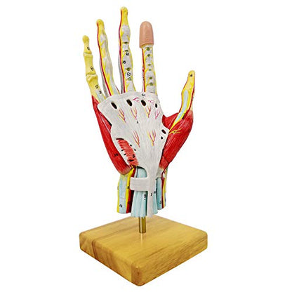 2025 New Medical Anatomical Hand Skeleton Model W/Muscles Ligaments Nerves and Blood Vessels, 7 Parts, Life Size, Magnetic Easy Mounting (Hand Model)