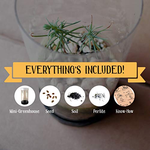 Ancient Bristlecone Pine | Tree Seed Grow Kit | The Jonsteen Company