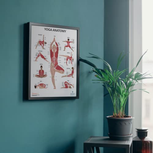 Anatomy Lab 2 PACK Muscular, Yoga Anatomy Poster Set - color: Yoga + Muscular