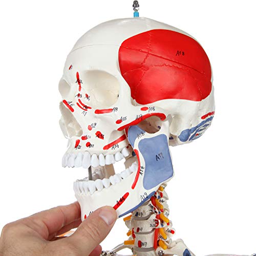 Axis Scientific Flexible Skeleton Anatomical Model
