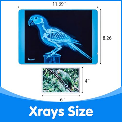 Pet Series Animal Xrays for Kids - Light Table Manipulatives - style: Pet Series