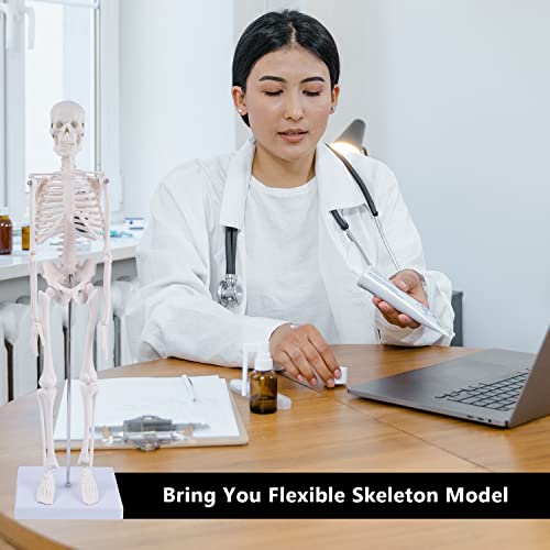 NLShan Human Skeleton Model for Anatomy: Scientific Model with Movable Arms, Legs & Display Stand - 17" Mini Human Skeleton Model for Study and Display - color: White