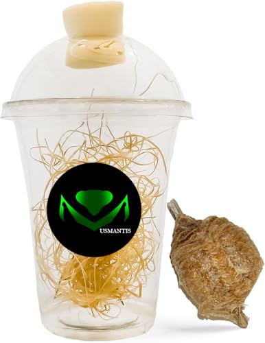 Praying Mantis Ootheca Egg Case with Hatching Habitat Cup (One Egg Case) - size: Pack of 1