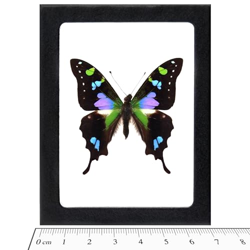 BicBugs Graphium weiskei Blue Black Purple Green Butterfly Papua New Guinea