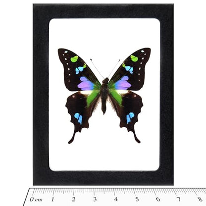 BicBugs Graphium weiskei Blue Black Purple Green Butterfly Papua New Guinea