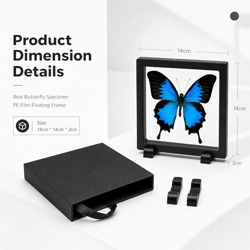 1pc Real Butterfly Specimen PE Film Suspension Box Butterfly Taxidermy Shadow Box Unique Holiday Present for Children (Papilio Ulysses) - color: Papilio Ulysses