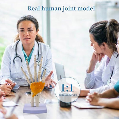 6-Piece Human Joint Anatomy Model Set, Life-Size Shoulder, Elbow, Hip, Knee, Hand and Foot Models for Basic Joint Structure and Movement Demonstration