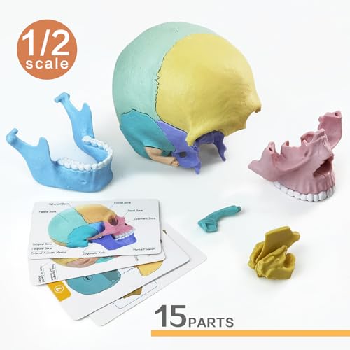 NEW HORIZON Human Anatomy Skull Model 17 Parts,Detachable Palm Sized Mini Human Medical Skull Model, Medical Clinic Teaching Equipment,with Detailed Manual
