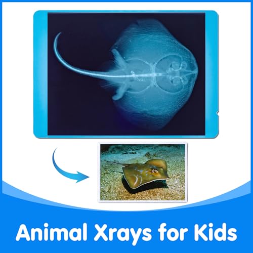 20 Pcs Animal Xrays and Picture Cards - Light Table Accessories