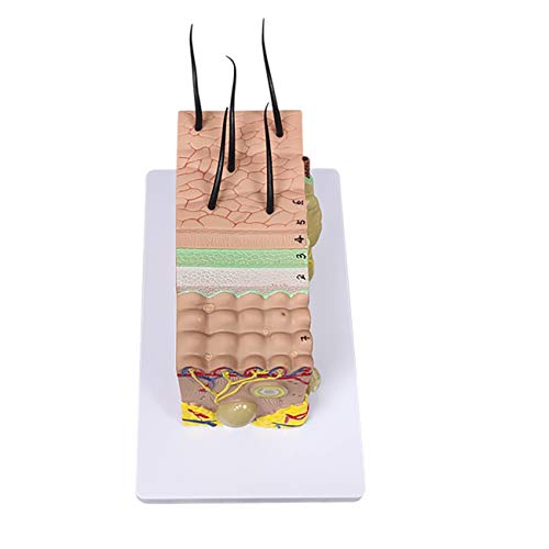Ultrassist Skin Anatomy Model, 35X Teaching Display