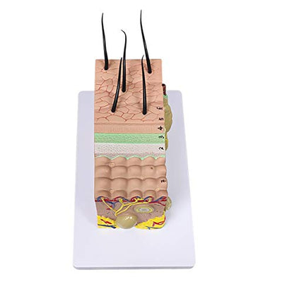 Ultrassist Skin Anatomy Model, 35X Teaching Display