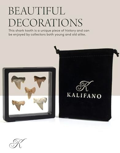 KALIFANO Authentic Fossilized Prehistoric Mini Shark Teeth (5 Pack) from Morocco - Shark Tooth for Fossil Collections and Education Purposes (Information Card Included) - color: Mini Shark Teeth