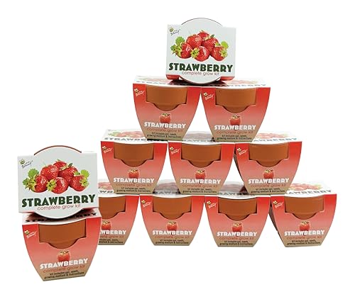 Buzzy Seeds Alpine Strawberry Grow Kit 12-Pack, Terracotta Pots, Fruit - color: Terracotta